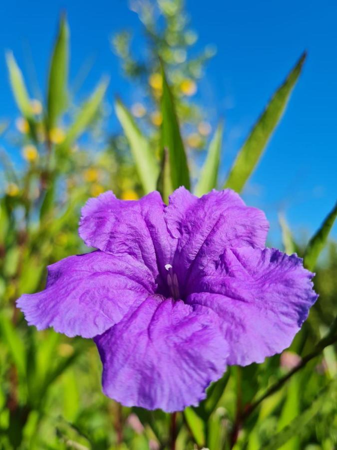 Finca Verde リュックマヨール エクステリア 写真