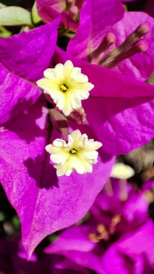Finca Verde リュックマヨール エクステリア 写真
